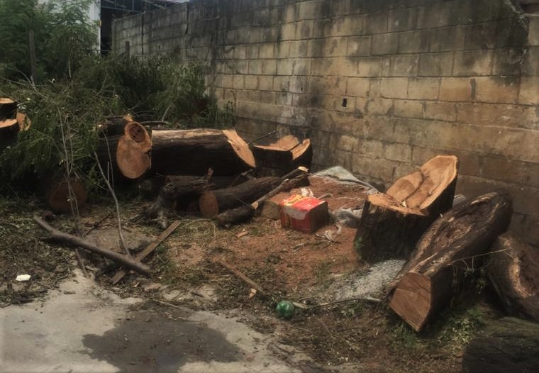 Em PL, todo dia se corta uma árvore, mas ninguém planta uma nova no lugar