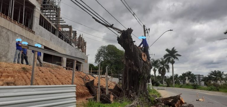 Não vai ter sombra para quem esperar a Justiça. A última árvore já foi…