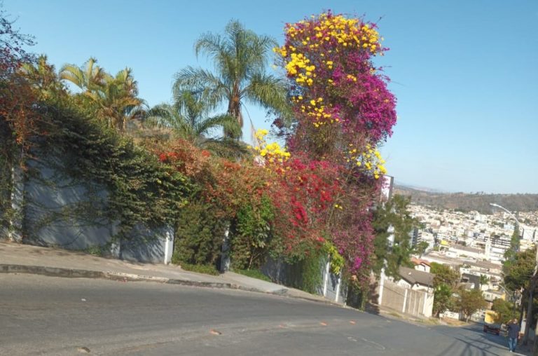Resquícios de quando a cidade era coberta por flores